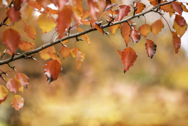 Τα άστρα την Πέμπτη, με τον Ερμή σε αντίθεση με Ουρανό.